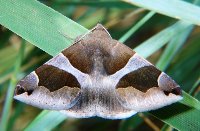 Sconosciuta - Dysgonia algira